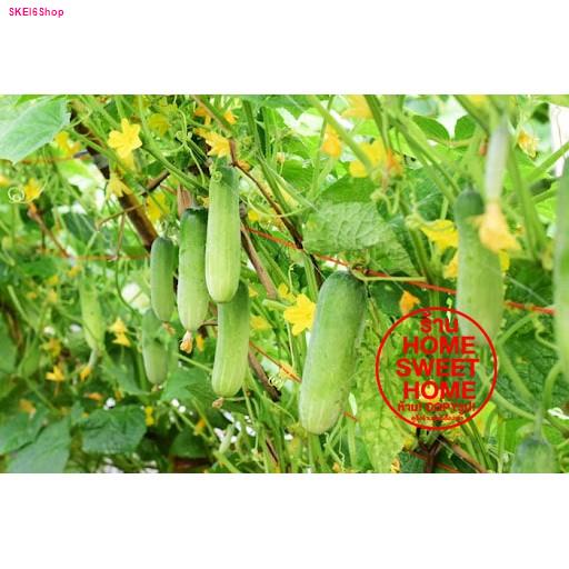 ค่าส่งถูก-ตาข่ายปลูกผัก-ตา42ซม-อวนแตง-ตาข่ายปลูกพืชผัก-ค้างแตง-อวนค้างแตง-อวนมะระ-ปลูกแตงกวา-อวนปลูกผัก