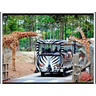 ภาพหน้าปกสินค้า[Physical Ticket] เชียงใหม่ไนท์ซาฟารี Chiang Mai Night Safari ที่เกี่ยวข้อง