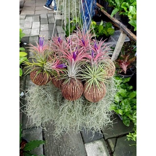 (5อัน)(ขาย ต้นพันธุ์) ต้น ทิลแลนด์เซีย ตีนเป็ด ต้นทิลแลนด์เซียตีนเป็ด Tillandsia ทิลแลนเซีย เคราฤาษี fadel