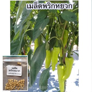 เมล็ดพันธุ์ พริกหยวกยาว บรรจุ 70 เมล็ด [10 แถม 1 คละได้]