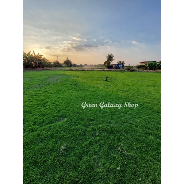 green-galaxy-new-store-โปรแรงๆ-หญ้าญี่ปุ่น-หญ้าสนาม-50x100cm-japanese-lawngrass-หญ้าสด-หญ้าจริงพร้อมปลูกจากไร่