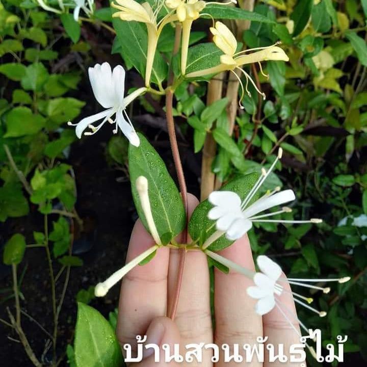 ต้นดอกสายน้ำผึ้ง-บ้านสวนพันธุ์ไม้