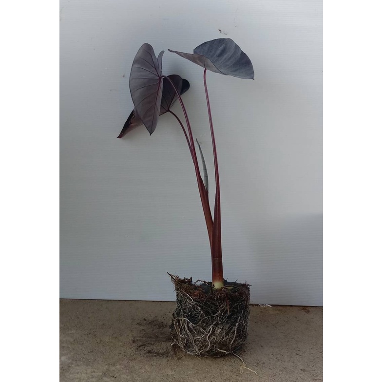 ภาพสินค้าบอนดำแบล็คเมจิก Colocasia Black Magic จากร้าน kafue_gaden บน Shopee ภาพที่ 4