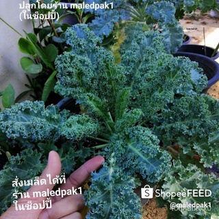 คละ สวนครัว ปลูก/เมล็ดผัก Kale เคล คะน้าฝรั่ง ใบหยิก 50เมล็ด ผักสุขภาพ ปลูกง่าย กระถางได/อินทรี/ขายดี พันธุ์ อินทรีย์ DR