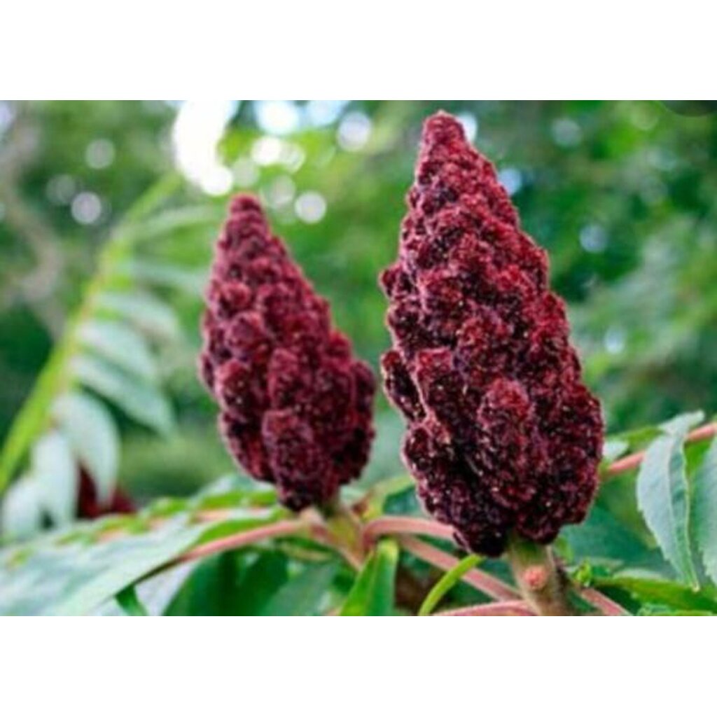 ซูมัค-sumac-เครื่องเทศ-ดีที่สุดในโลก