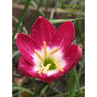 บัวดิน Z.Red Tulip ดอกทรงถ้วย มีกลิ่นหอม