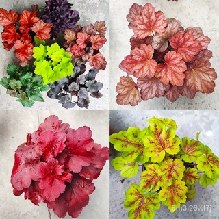 （เมล็ดพันธุ์ ถูก คละ）100 แคปซูล Mixed Color Coleus Seeds Perilla Blumei Flower Seeds บอนสี เมล็ดบอนสี ต้นไม้ฟอกอา DSUT