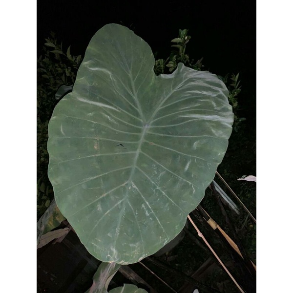 colocasia-crocodile-ไซร์xl-ใหญ่