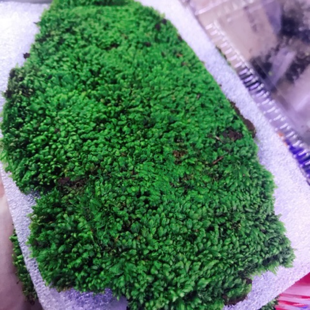 ใบน้ํา MINIFISS มอส | Mini fiss AQUARIUM BACKGROUND (5~6 ตัน) | Shopee ...