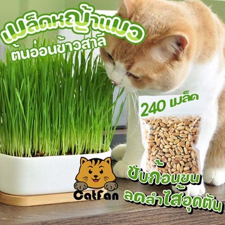 พร้อมส่ง เมล็ดข้าวสาลี หญ้าแมว 240 เมล็ด Australian Wheat งอกมากกว่า 98%