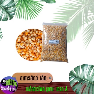 ข้าวโพดเมล็ดอบแห้งเลี้ยงสัตว์ขนาด 1,000กรัม( 1kg.)