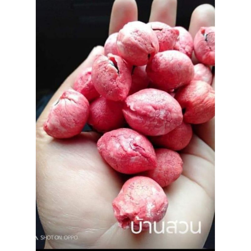 ต้นมะขามเทศหวาน-พันธุ์สีชมพู