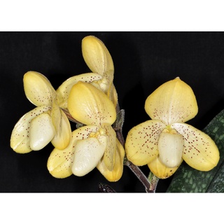 กล้วยไม้รองเท้านารีเหลืองปราจีน Paphiopedilum concolor