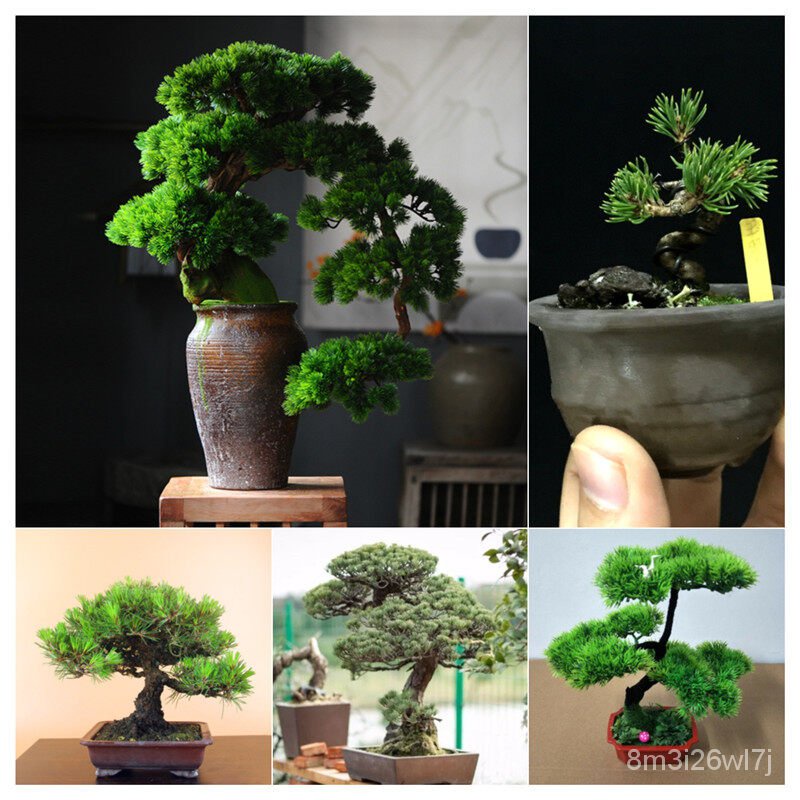 อินทรีย์-ต้น-ดอก-50-เมล็ด-ซอง-ต้นสนญี่ปุ่น-japanese-white-pine-pinus-seed-ต้นไม้แคระ-ต้นไม้ประดับต้น-japanese-2ud4