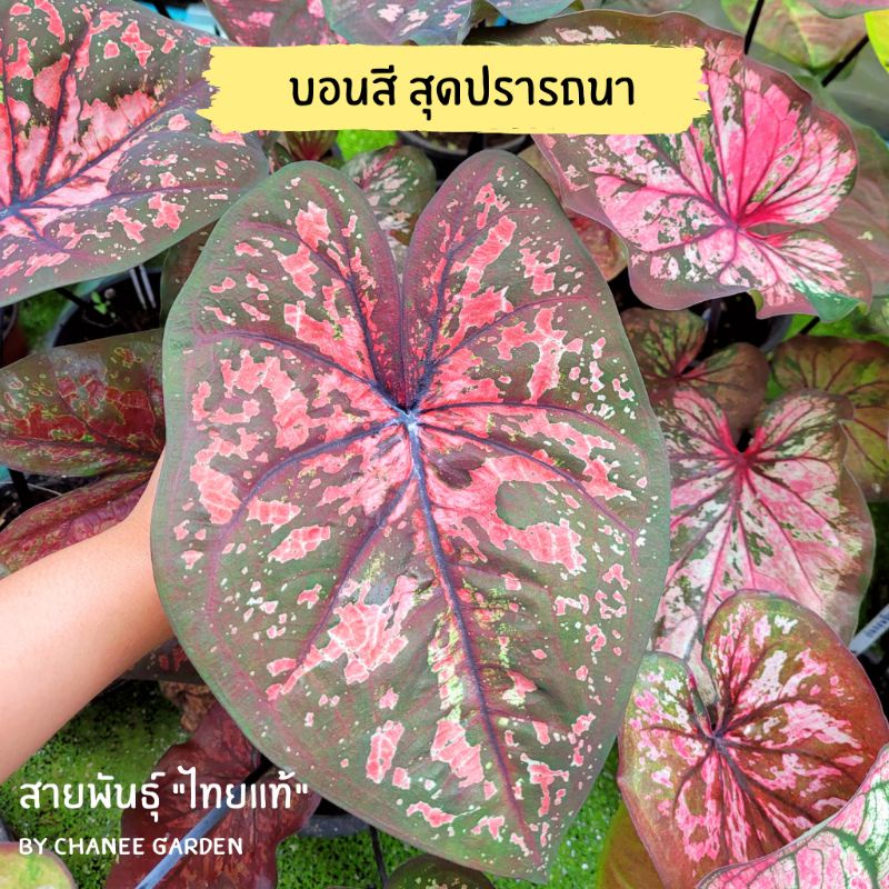 บอนสี-สุดปรารถนา-กระถาง-4-นิ้ว