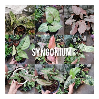 Syngonium ซิงโกเนียม​  ต้นไม้ฟอกอากาศ​ ต้นเงินไหลมา