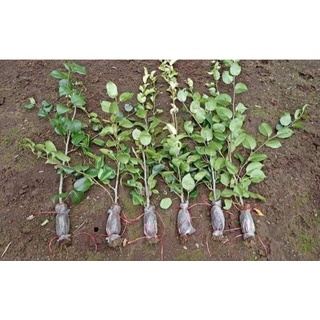 ( 1 กิ่งตอน ) ต้นสาลี่จิ๋ว Baby asian pears  Wild pear fruit