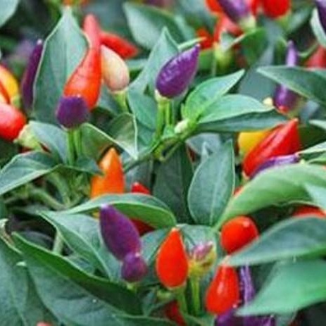 ปลูกง่าย-ปลูกได้ทั่วไทย-บอนสี-เมล็ดพันธุ์พริกมงคล7สี-พริกเรียกทรัพย์สีรุ้ง-ornamental-pepp50-เมล็ด-ไม่ใช่พืชที่มีชีวิต
