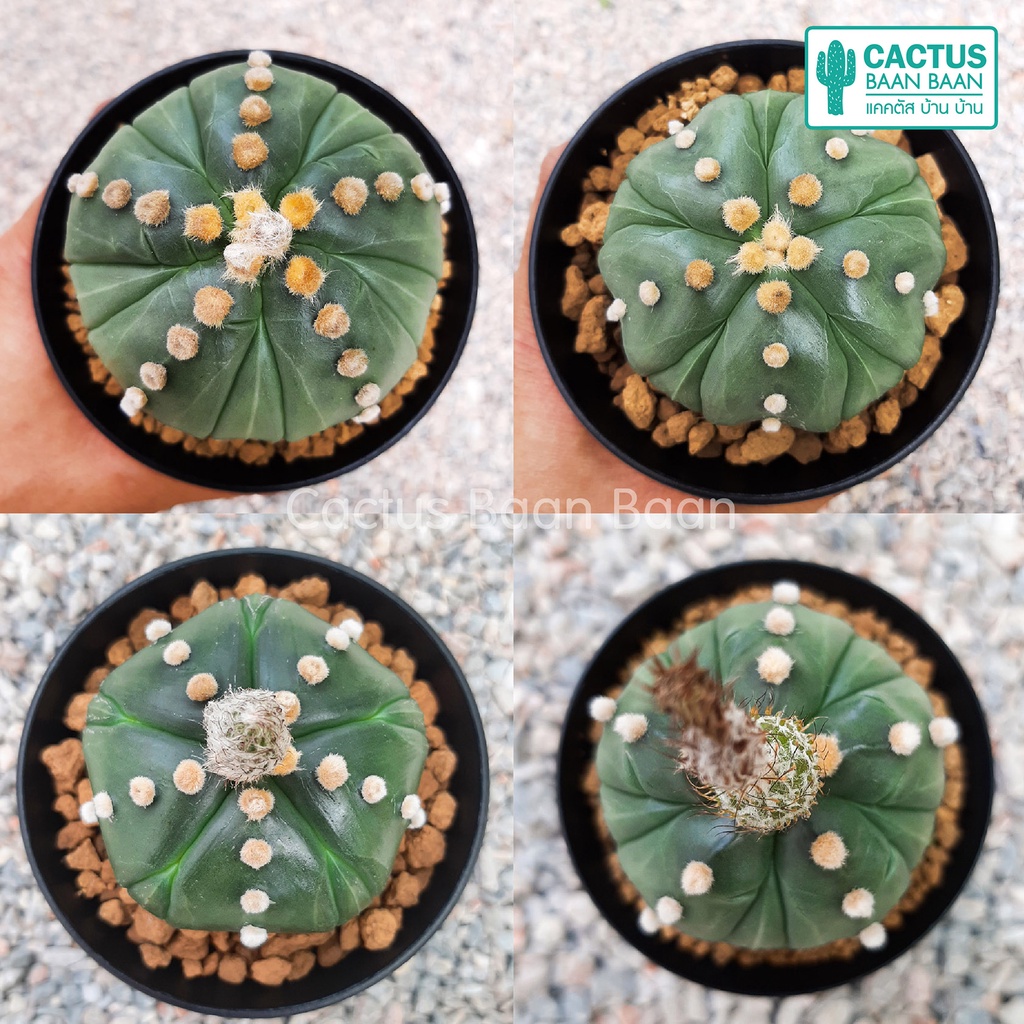 เมล็ดแคคตัส-แอสโตร-5-พูแทรก-ชุดล่ะ-20-เมล็ด-astrophytum-5-พูแทรก