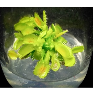 กาบหอยแครง Dionaea mucipula Venus flytrap