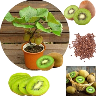 เมล็ดพันธุ์ กีวี่ ต้นไม้ Green KIWI Seeds ต้นพันธุ์ผลไม้ อินทรีย์ พันธุ์ไม้ผล ต้นไม้50 เมล็ด (ไม่ใช่พืชที่มีชีวิต)