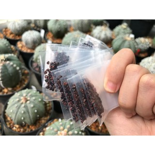 ภาพขนาดย่อของภาพหน้าปกสินค้าเมล็ดแอสโตรไฟตัม  เมล็ดแคคตัส  เมล็ดกระบองเพชร  ชุดละ 40 เมล็ด จากร้าน cactus_maisai บน Shopee