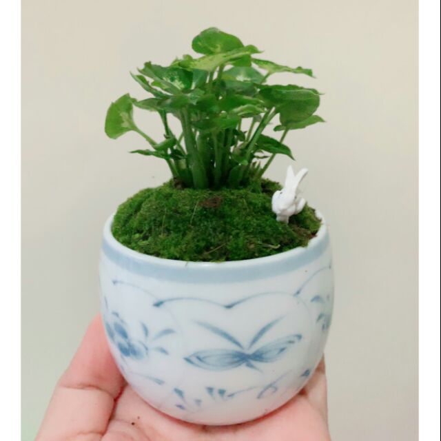 ddplants-ต้นไม้มงคล-ปูมอสดิน-กระถางเซรามิกญี่ปุ่นคละลาย
