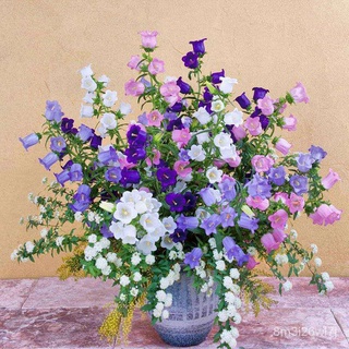 （เมล็ดพันธุ์ ถูก คละ）คุณภาพ 1000 Morning Glory Flower Seed Garden Outdoor Perennial Campanula Seed เมล็ดพันธุ์พืช เมล็ดด