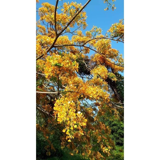 2ต้น-vาย-ต้นพันธุ์-ต้น-ดอก-ต้นหางนกยูงสีทอง-ต้นหางนกยูง-สีเหลือง-สีทอง-สี-เหลือง-happy