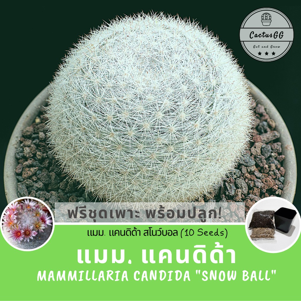 ฟรีชุดเพาะ-แมม-แคนดิด้า-mammillaria-candida-snow-ball-10-เมล็ด-กระบองเพชรสีขาว