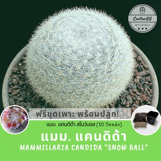 ฟรีชุดเพาะ + แมม แคนดิด้า mammillaria candida "snow ball" (10 เมล็ด) กระบองเพชรสีขาว