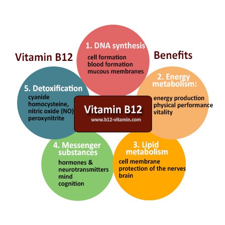 ภาพสินค้าวิตามินบี 12 Vitamin B12 (Cyanocobalamin) 1000 mcg 120 Tablets - Sundown Naturals สนับสนุนพลังงาน บำรุงระบบประสาท B-12 จากร้าน ilivelife บน Shopee ภาพที่ 6