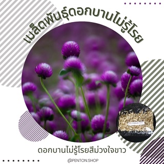 สินค้า เมล็ดพันธุ์ดอกบานไม่รู้โรยม่วงใจขาว 10 เมล็ด 🔺ขั้นต่ำโปรดสั่งสินค้าภายในร้าน 30บาทขึ้นไปไม่รวมขนส่งค่ะ