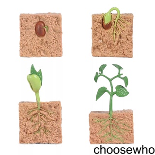 [CHOO] 1 Set Seed Life Cycle Model Home Creative Plant Growth Toys Exquisite Plants Plaything Growing Stage Models