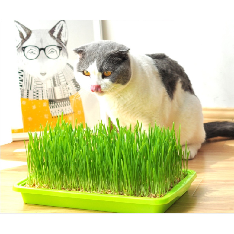 หญ้าแมว-ชุดปลูกข้าวสาลี-ชุดปลูกหญ้าแมวไร้ดิน-ชุดปลูกหญ้าแมว-ครบชุด-ถาด-เมล็ด-เมล็ดข้าวสาลี-พร้อมส่ง