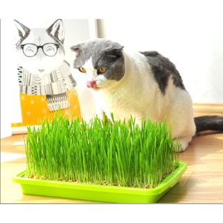 หญ้าแมว ชุดปลูกข้าวสาลี ชุดปลูกหญ้าแมวไร้ดิน ชุดปลูกหญ้าแมว ครบชุด(ถาด+เมล็ด) เมล็ดข้าวสาลี  พร้อมส่ง
