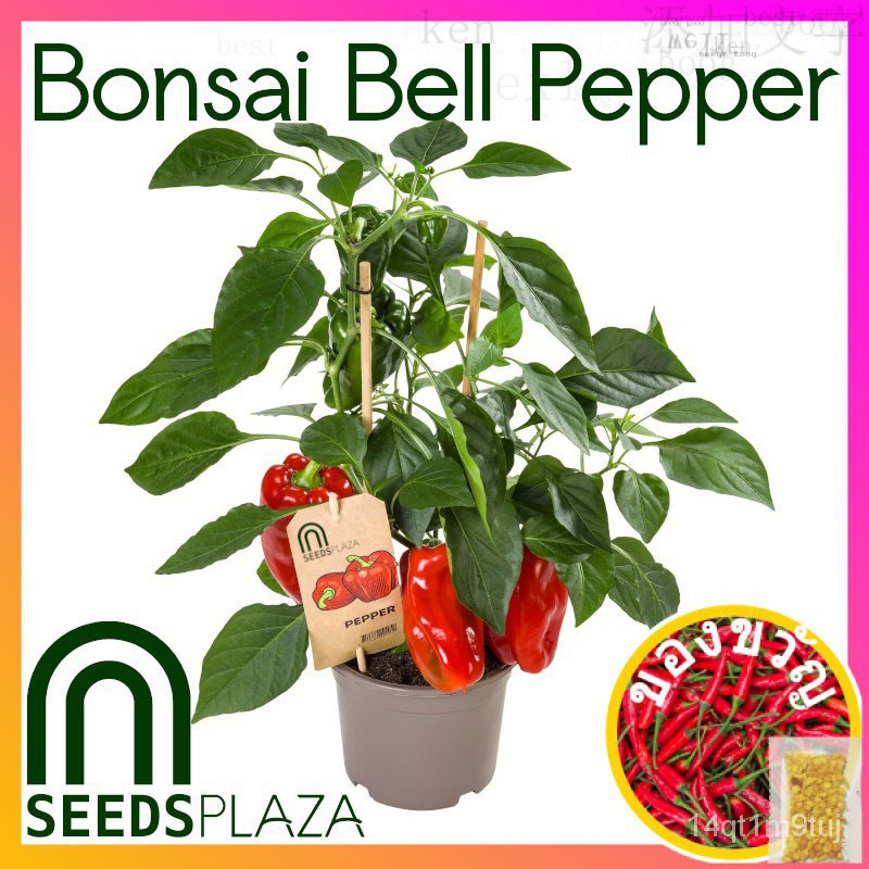 seedsplaza-บอนไซเมล็ดพริกหวานปลูกพืชผัก-คำแนะนำการปลูกฟรีแคระพริกหวานพันธุ์พืชลูกผสมสำหรับขาย-10เม็ด
