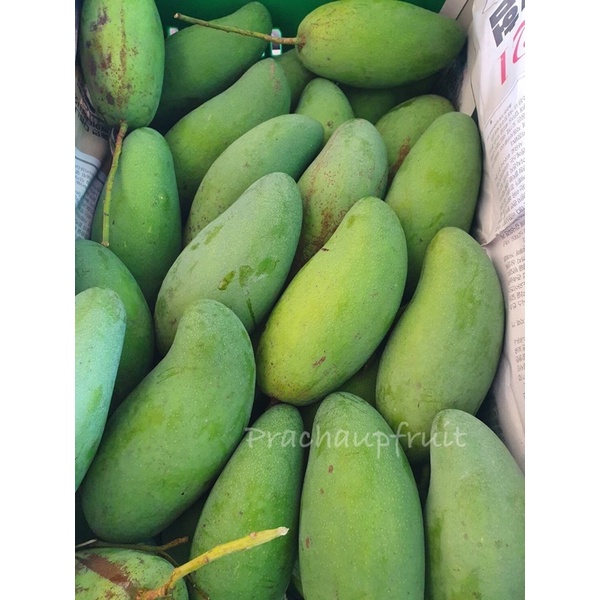 ภาพหน้าปกสินค้ามะม่วงเขียวเสวย 1 กิโลกรัม มะม่วงมันแก่จัด เนื้อเหลืองเลยจ้า จากร้าน maysaeneewongnaayudthaya บน Shopee