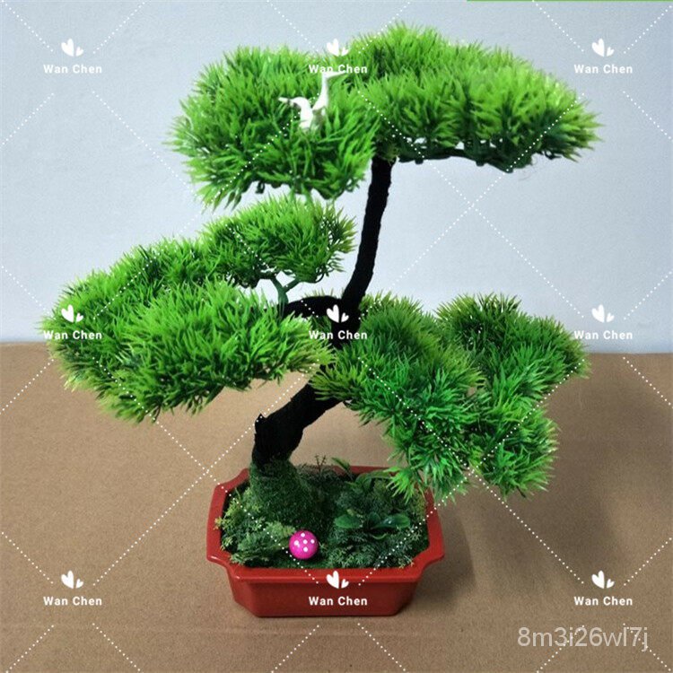 อินทรีย์-ต้น-ดอก-50-เมล็ด-ซอง-ต้นสนญี่ปุ่น-japanese-white-pine-pinus-seed-ต้นไม้แคระ-ต้นไม้ประดับต้น-japanese-2ud4