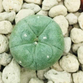 ไม้เพาะเมล็ดแท้!!! Lophophora Fricii 2.5cm+ โลโฟฟอร่า ฟริซิไอ 2.5cm+