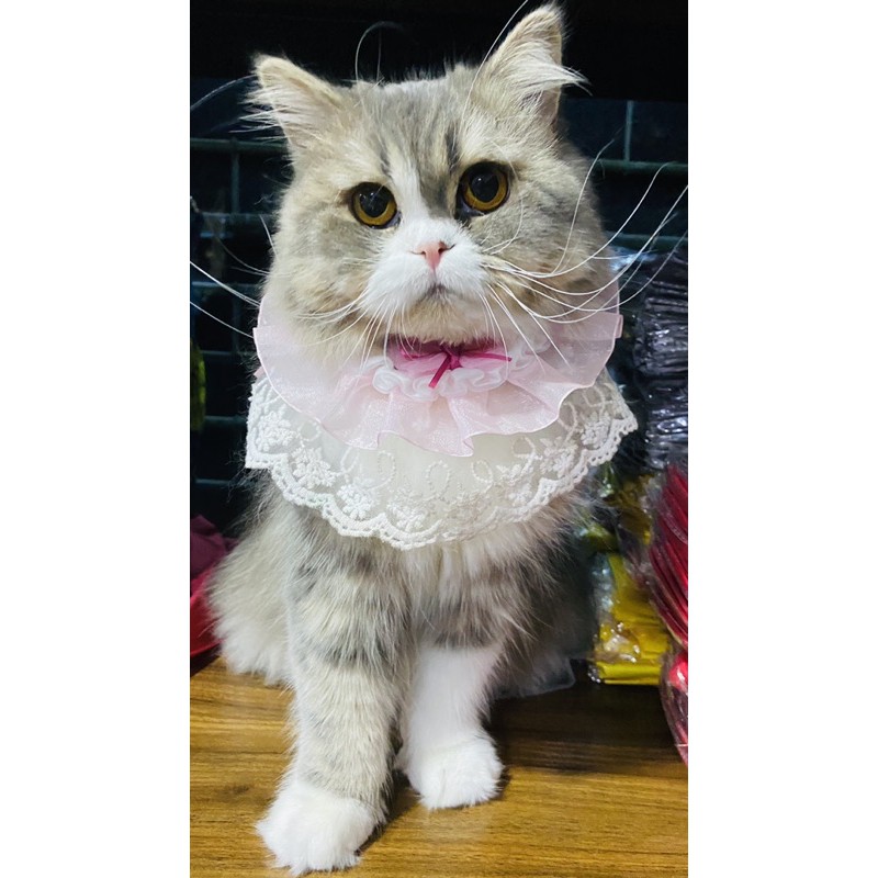 ภาพหน้าปกสินค้าปลอกคอหมาแมว ปลอกคอกระดิ่งแมว รุ่นเจ้าหญิง จากร้าน petenjoy_nkp บน Shopee