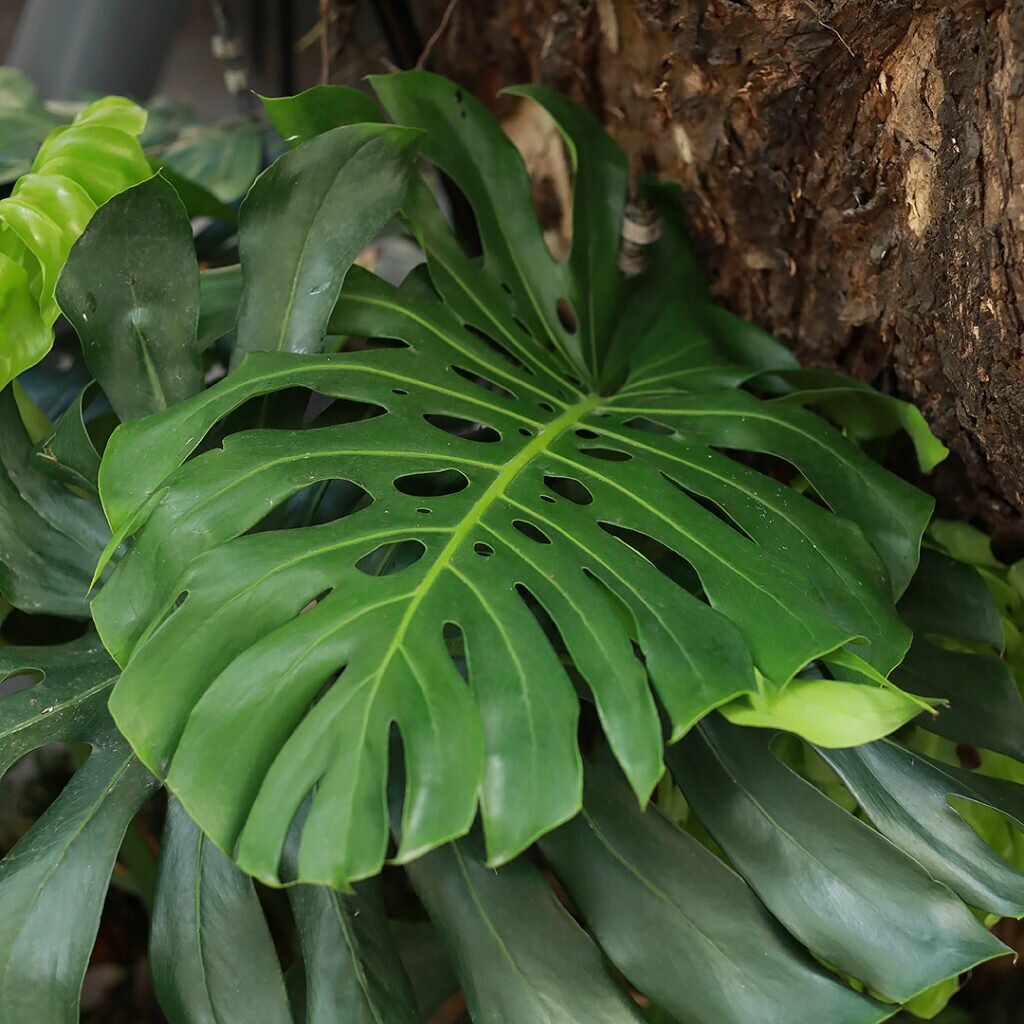 ต้นมอสเตอร่า-มอสเตอร่า-monstera-ราชินีใบ-สวนเขาหมาก-ต้นไม้-ต้นพันธ์-เมล็ดพันธ์-พันธุ์ไม้-ไม้มงคล-ไม้ฟอกอากาศ