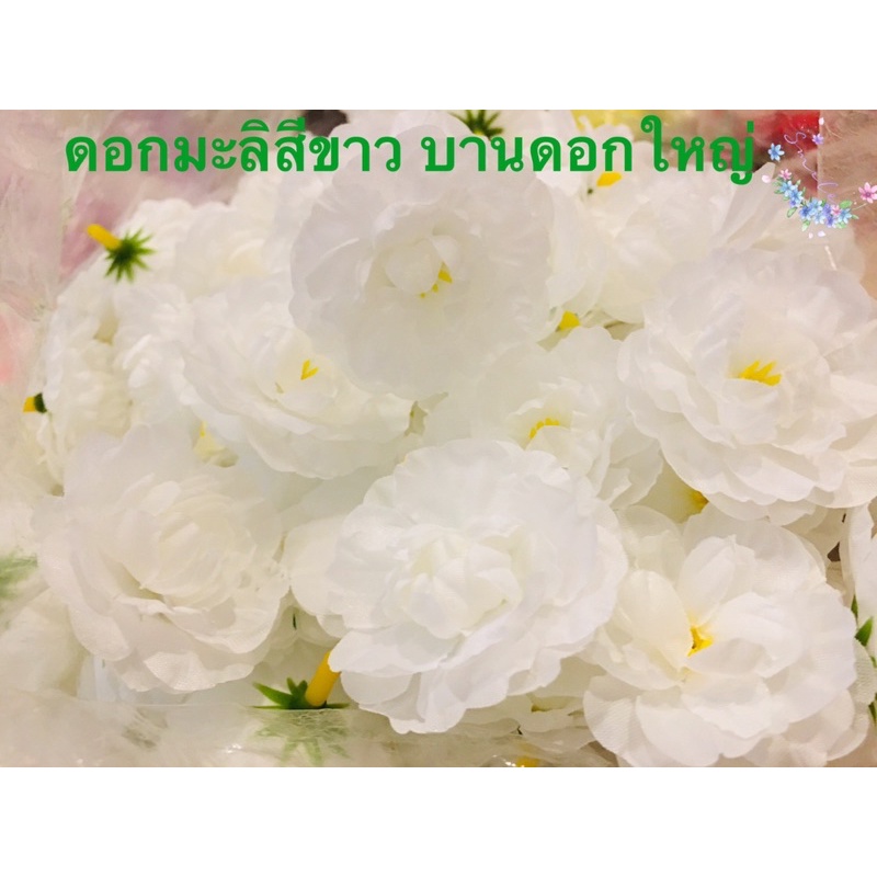 ดอกมะลิวันแม่-ดอกมะลิบานดอกใหญ่-ดอกมะลิสีขาว50ดอกสีขาวออร์คิด