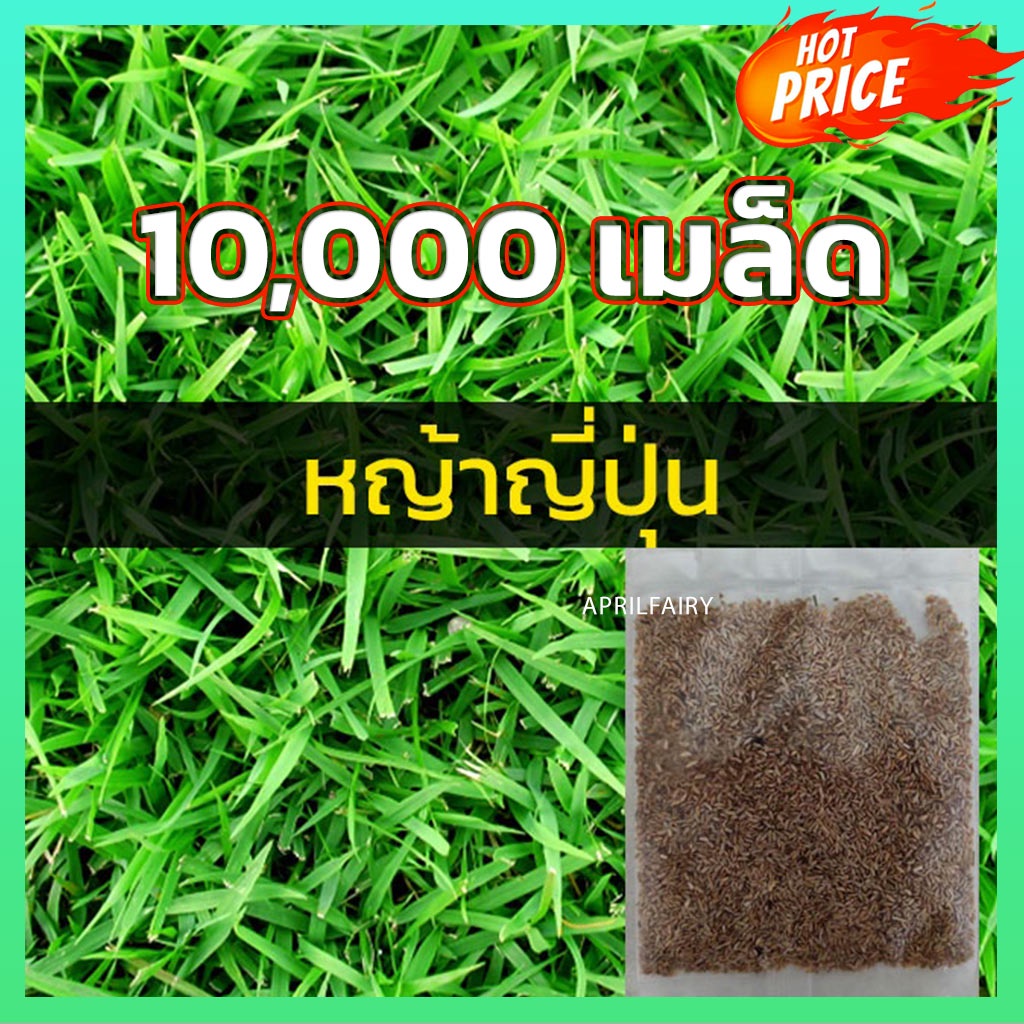 10000เมล็ด-เมล็ดหญ้าญี่ปุ่น-เมล็ดหญ้า-หญ้าญี่ปุ่น-japanese-lawn-grass-zoysia-japonica-หญ้าปูสนาม-สนามหญ้า