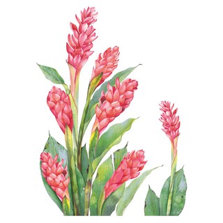 สติ๊กเกอร์ลอกน้ำ HOME LIVING STYLE RED GALANGAL 34X47 ซม. สร้างบรรยากาศภายในบ้านให้ดูมีชีวิตชีวาด้วย สติ๊กเกอร์ D.I.Y. จ