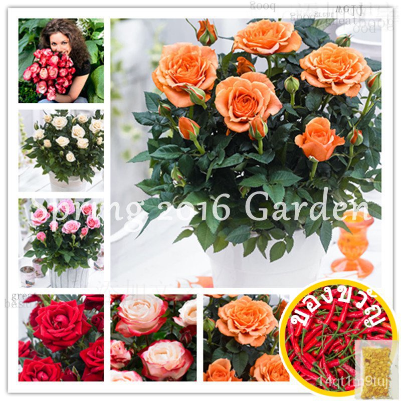 1000-pcs-mixed-chinese-rose-plants-seeds-dwarf-perennial-colorful-roses-flowers-tree-fragrant-climbing-plants-for-home-g