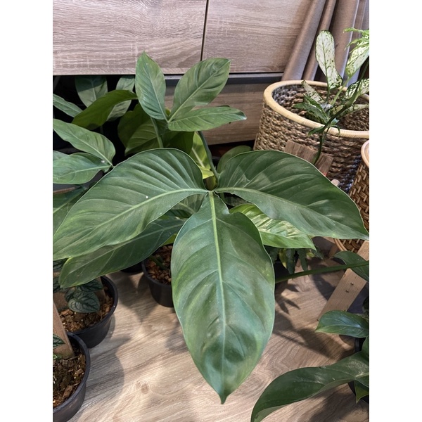 philodendron-tripartitum