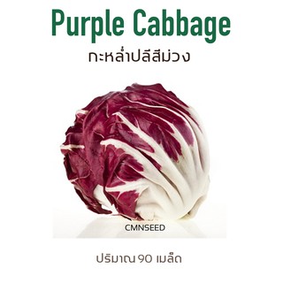 เมล็ดพันธุ์ กะหล่ำปลีสีม่วง ( PURPLE CABBAGE )