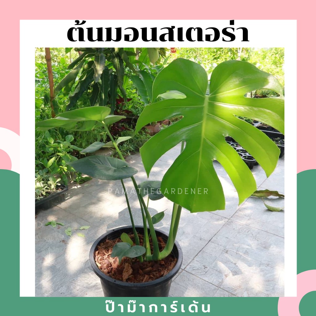 ต้นมอนสเตอร่า ราคาพิเศษ | ซื้อออนไลน์ที่ Shopee ส่งฟรี*ทั่วไทย!