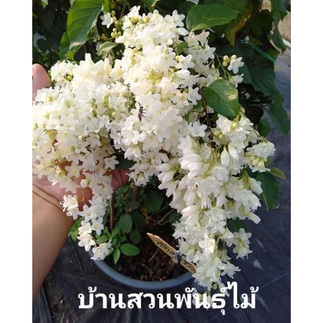 ต้นลดาวัลย์-บ้านสวนพันธุ์ไม้